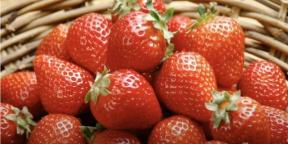 When and how to plant strawberries for seedlings to pick berries this year