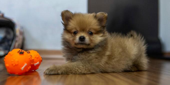 German Spitz: puppy