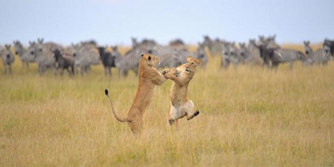 Funniest animal photos - lioness