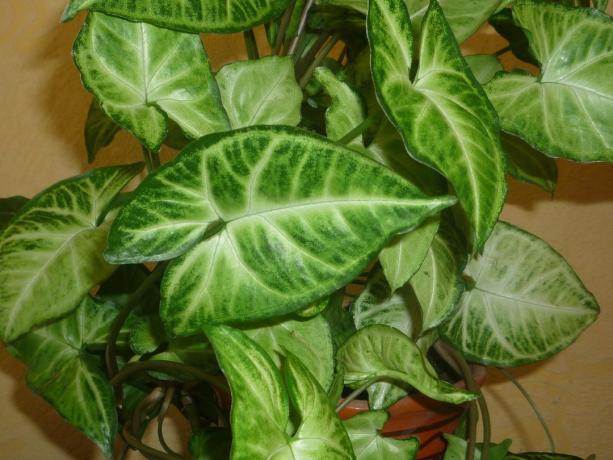 Indoor plants for air purification