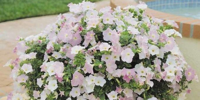 Flowers on the balcony: petunia