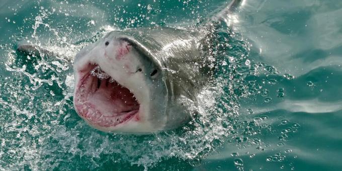 Popular misconceptions: sharks attack humans by mistake