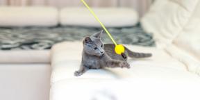 Russian blue cat: description, nature and rules of care
