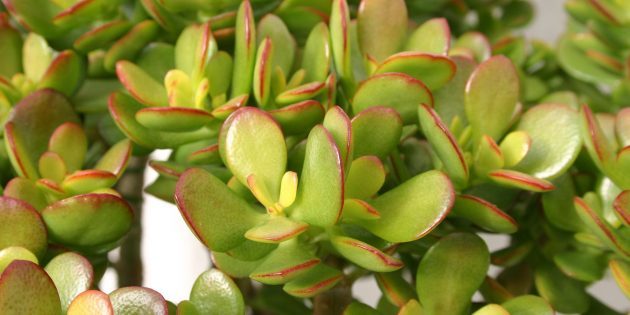 Crassula Ovate