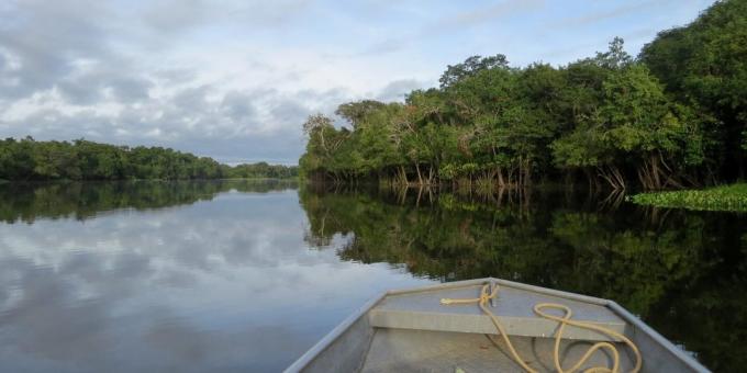 The forests of the Amazon, Brazil