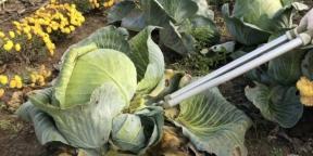 When to remove cabbage from the garden for storage