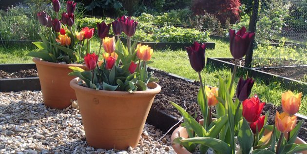 How to make beds of flower pots