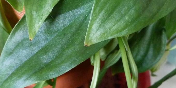 Care Spathiphyllum at home: How to treat Spathiphyllum if dry leaf tips