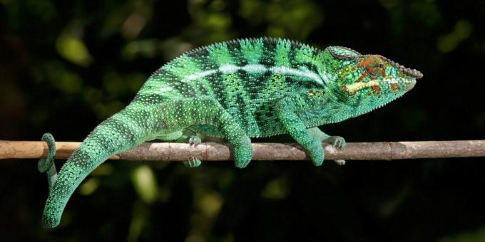 Misconceptions and fun facts about animals: chameleons are masters of camouflage
