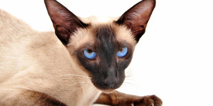 So that the Siamese cat does not get nervous, from childhood teach her to trim her nails and other procedures.