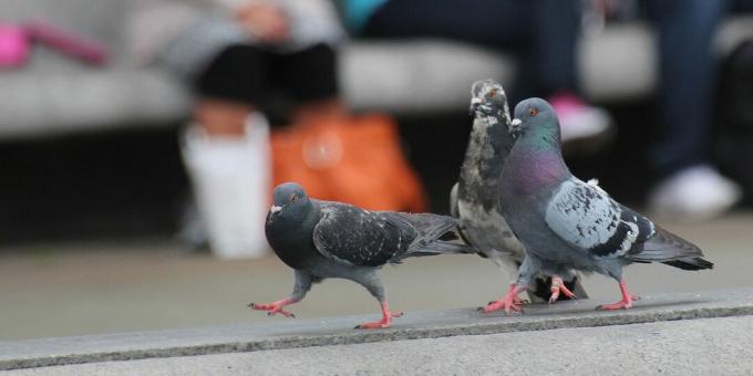 The smartest birds in the world: pigeons