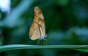 How beautiful to photograph a butterfly: 8 Tips