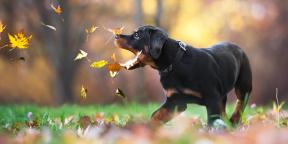 7 tips to help you make the perfect dog photo