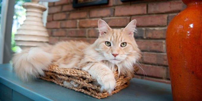 Maine Coons: Team