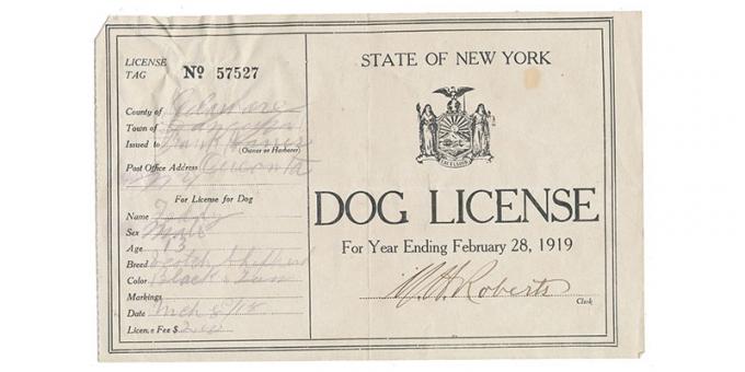 license for a dog 