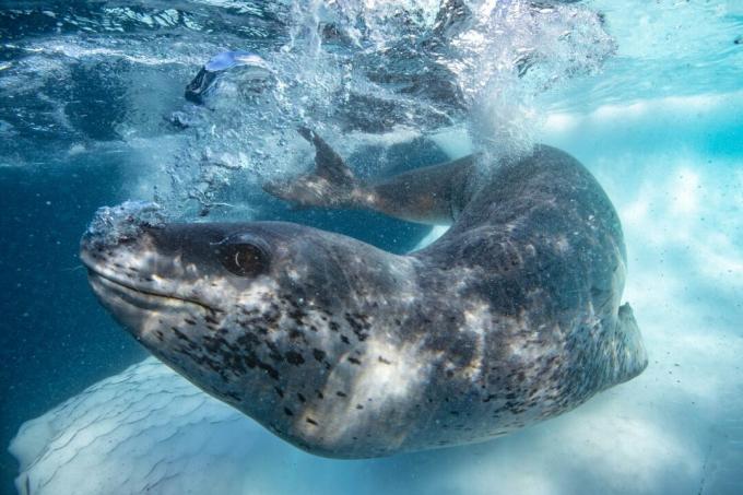 Antarctica: photo of a leopard seal