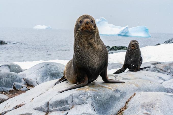 Curious seals