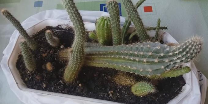 How to care for cacti: Deformation due to lack of light