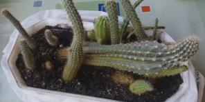 How to care for cacti: a comprehensive guide