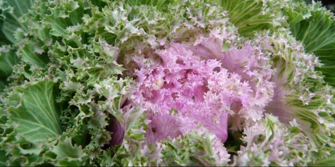 Unpretentious flowers for flower beds: decorative cabbage, cultivar "Nagoya"