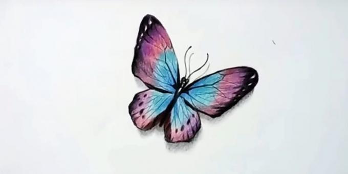 How to draw a realistic butterfly colored pencils