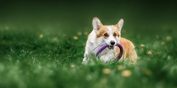 Corgi: don't let your pet get bored within four walls