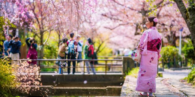 Where to go in April in Kyoto, Japan