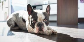 Everything about French Bulldogs: care, character, nutrition and more