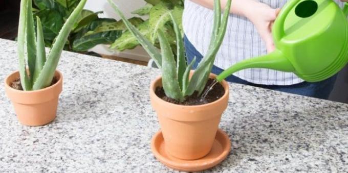 how to water aloe