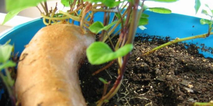 How to grow sweet potatoes at home