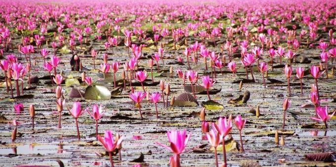 Asian territory knowingly attracts tourists: Lake Nong Han Kumphavapi, Thailand
