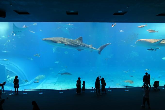 Okinawa. Oceanarium Tyuraumi