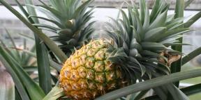How to grow pineapple at home: step by step guide