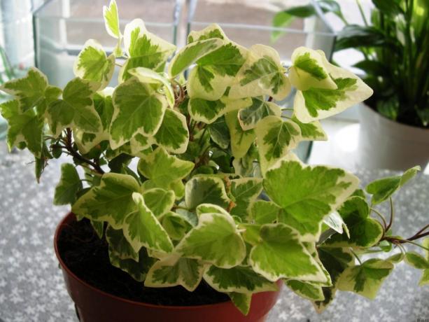 Indoor plants for air purification