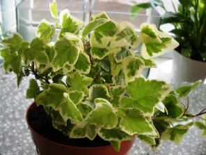 15 indoor plants that will make indoor air cleaner