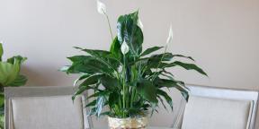 How to care for Spathiphyllum at home