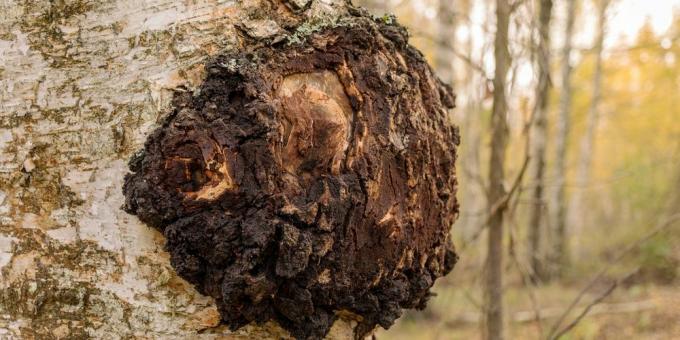 Chaga on a tree