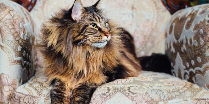 The conditions of the Maine Coon