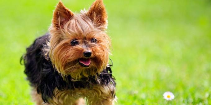 breed dogs for apartment: Yorkshire terrier