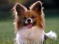 Top 10 most intelligent breeds of dogs that are easily trained