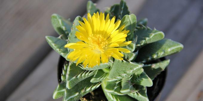 Succulents: faucaria tiger