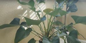 How to care for anthurium